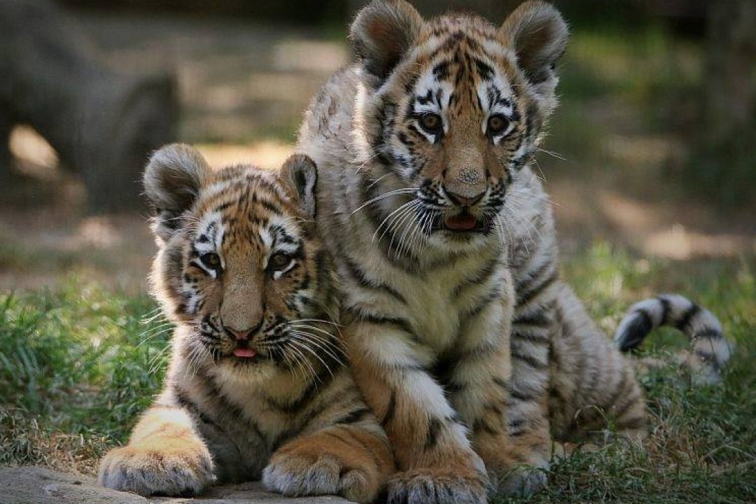 Bild für Gutscheine