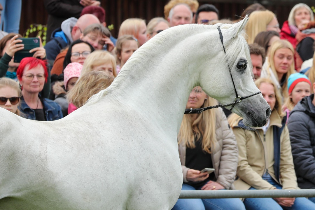 Bild für Gestütsschau 1. Mai