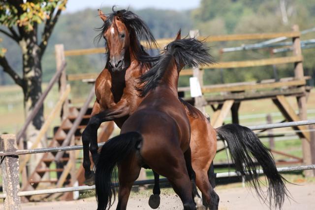 junge Hengste vom Gestüt Ismer
