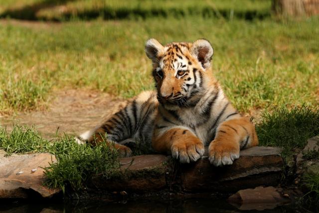 Liegender Jungtiger auf einer Wiese